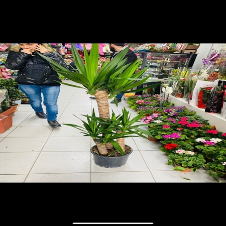 Saksı Çiçeği 3'lü Çelik Yukka